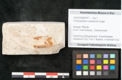 Foto (Objekt + Etikett) von Chrysophyllum olympicum Unger (NHMW-GEO-2024-0188-8167)
